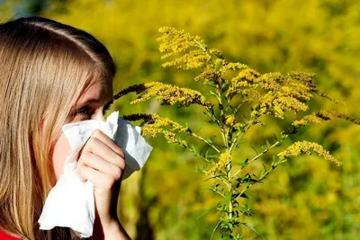 Аллергия на пыльцу деревьев - диагностика и лечение сезонной аллергии от EMC
