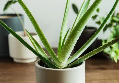 Алоэ пёстрое (Aloe variegata)