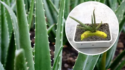 Растение \"Алоэ\", 95*60*130мм купить в Москве по цене 705 руб. в  интернет-магазине ExoLife