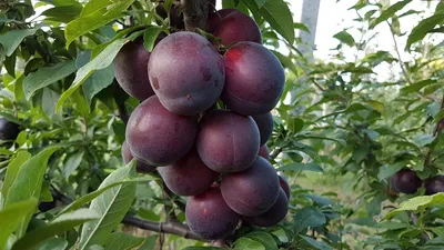 Алыча картинки 76 фото