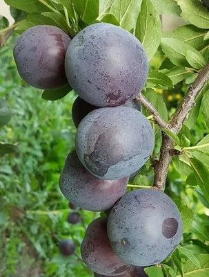Алыча - Prunus cerasifera. Уход за алычой описание сортов алычи,  выращивание, фото