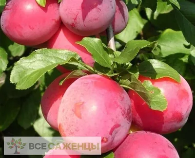 Алыча сорт Найдёна | Саженцы плодовых деревьев в Москве и МО