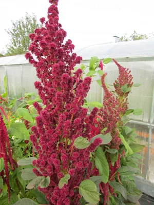 Амарант трехцветный Перфекта Amaranthus tricolor Perfecta - купить семена  цветов с доставкой по Украине в магазине Добродар