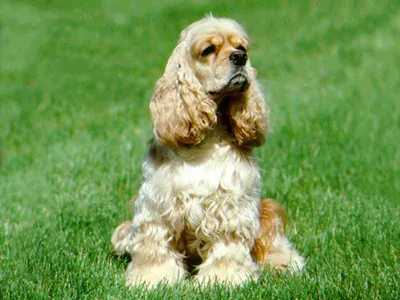 Американский кокер-спаниель - описание породы собак: характер, особенности  поведения, размер, отзывы и фото - Питомцы Mail.ru