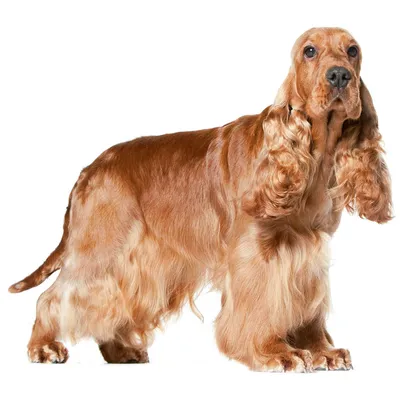 Американский кокер-спаниель собака: фото, характер, описание породы