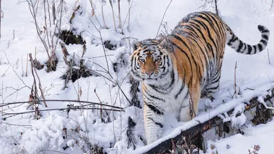 Амурский тигр картинки фотографии