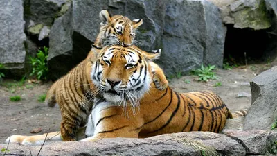 Численность амурских тигров выросла до 600 особей - Российская газета