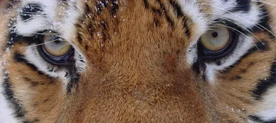Амурский тигр останавливается в полушаге от вымирания | ShareAmerica