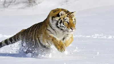 Спасённого амурского тигра везут в Хабаровский край | Телеканал \"ХАБАРОВСК\"
