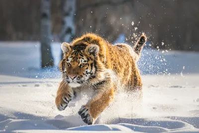 Приморье. Амурский тигр.. Фотограф Андрей Грачев