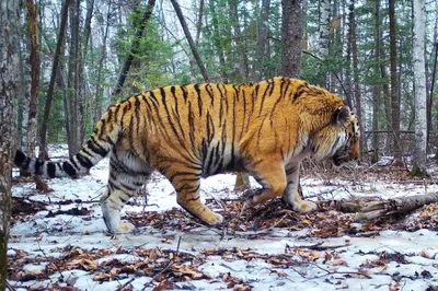 Амурский тигр сделал селфи года в «Земле леопарда»