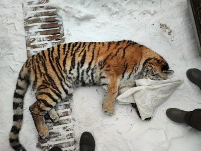 Купить фотообои \"Белый амурский тигр\" в интернет-магазине в Москве