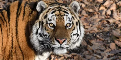 Сибирский тигр P. T. Altaica Амурский тигр, также известный как на белом  фоне Стоковое Изображение - изображение насчитывающей известен, нашивки:  172129739