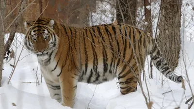 Амурский тигр в зоопарке Екатеринбурга, описание, где обитает