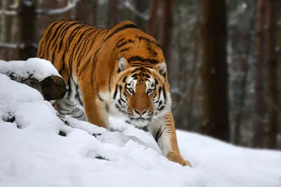 Амурский тигр в снегу,в полный …» — создано в Шедевруме