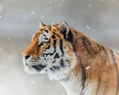 Амурский тигр готов к году тигра: в Приморье показывают детей Амура |  Euronews