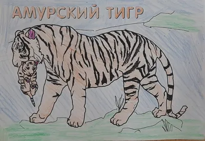 Амурские тигры — Парк Белый лев