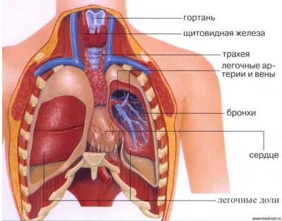 Анатомия человека в картинках на русском
