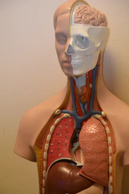Анатомия Человека Сердце От Здорового Тела Фотография, картинки,  изображения и сток-фотография без роялти. Image 18481281
