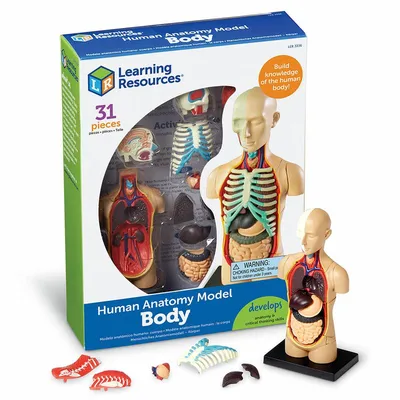 анатомия руки человека, 3d медицинская фигура, показывающая сгибание и  разгибание локтя, Hd фотография фото фон картинки и Фото для бесплатной  загрузки