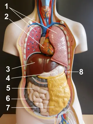 Купить Анатомия человека, мышечная система, плакат с принтом, карта тела,  шелковая живопись, настенные панно | Joom