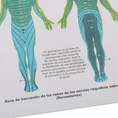 Развивающая игрушка \"Анатомия человека. Тело\" (31 элемент) от магазина  Edusnab.ru | Доставка по России