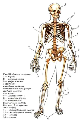 анатомия в картинках | Анатомия человека, Анатомия, Биология