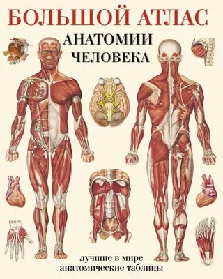 Большой атлас анатомии человека(в табл) - купить книгу с доставкой в  интернет-магазине «Читай-город». ISBN: 978-5-17-077910-9