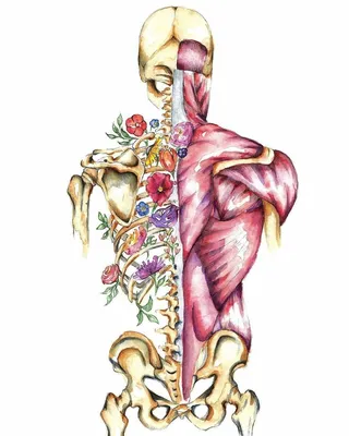 Лимфатическая система, (анатомия человека) плакат глянцевый А1+, плотная  фотобумага от 200г/м2 - купить с доставкой по выгодным ценам в  интернет-магазине OZON (262371091)