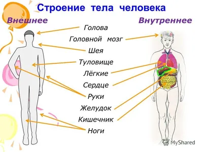 анатомия человека пособие органы