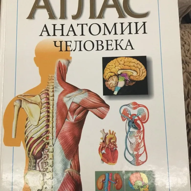 Электронный атлас анатомии. Атлас анатомии человека. Анатомический атлас. Атлас по анатомии. Большой атлас анатомии человека.