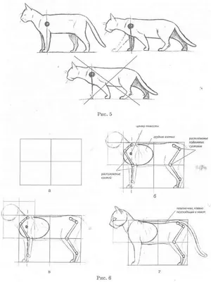 Анатомия кошки | Кошачий эскиз, Анатомия животных, Рисовать животных