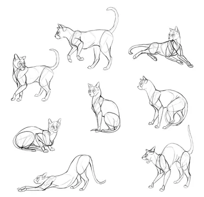 Рисунок анатомии кошки в стиле …» — создано в Шедевруме