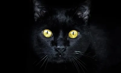 Хандра кота - анатомия Catus кошки - изолированная на белизне Стоковое Фото  - изображение насчитывающей хандра, зоология: 53355698