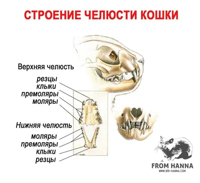 Картинки кот Язык (анатомия) животное