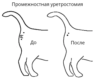 Анатомия кошки (1 выпуск) | Wiki | •° Коты-Воители •° Amino