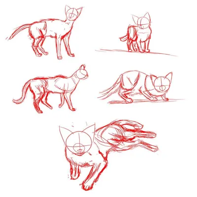 Картинки по запросу анатомия кошки | Кошки, Анатомия животных, Схемы лица