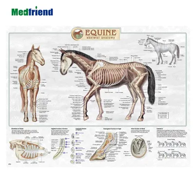 Анатомия лошади в картинках