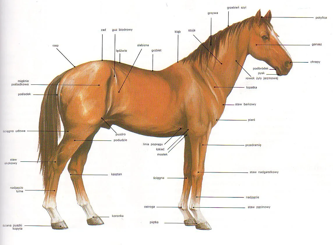 Как называется профессия где лошади. Строение лошади анатомия. Анатомия лошади внешнее строение. Части тела лошади названия. Конь строение тела.