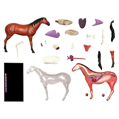 russian по низкой цене! russian с фотографиями, картинки на лошади анатомии  изображение.alibaba.com