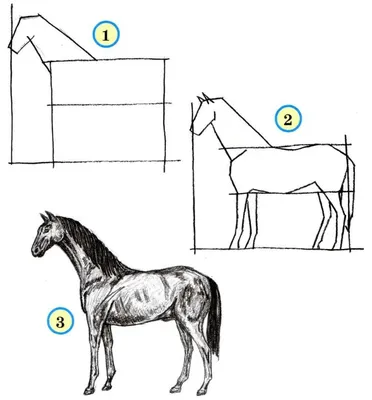 Модель животного, модель 4D, лошадь, интеллектуальная сборная игрушка,  обучающая анатомия, модель «сделай сам», популярная научная техника |  AliExpress