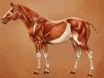 Лошадь сверху рисунок - 71 фото