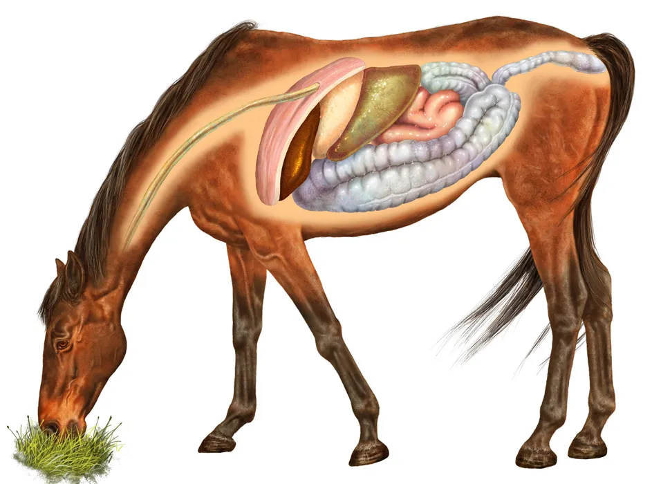 Включилась коня. Пищеварительный тракт лошади. Пищеварительная система лошади анатомия. Анатомия ЖКТ лошади. Топография пищеварительной системы лошади.