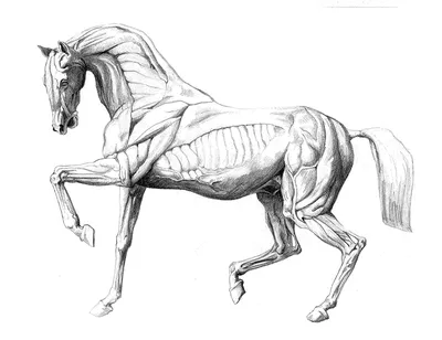 Лошадь стенона - картинки и фото poknok.art