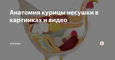 Анатомия курицы несушки в картинках и видео | Курочка | Дзен