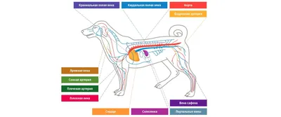 Как подобрать анатомически правильную шлейку для прогулок для своей собаки  (подробная инструкция в картинках) | Собачка головного мозга - Doggy Brain  | Дзен