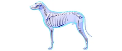 Модель животного, модель 4D собаки, интеллектуальная сборная игрушка,  обучающая модель анатомии, популярные научные приборы «сделай сам» |  AliExpress