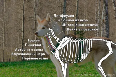 russian по низкой цене! russian с фотографиями, картинки на анатомия собаки .alibaba.com