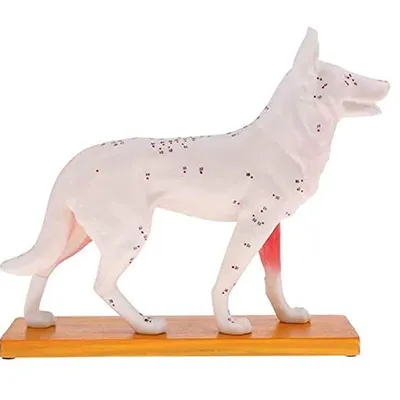 Модель анатомической собаки, акупунктура, анатомия, акупунктура, точка,  модель тела собаки с 72 точками акупунктуры, модель для обучения |  AliExpress