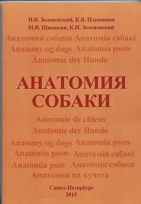 russian по низкой цене! russian с фотографиями, картинки на анатомия собаки .alibaba.com